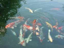 Garten Koi Fred in Roth Mittelfranken