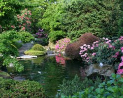 Koi-Japangärten Koi-Fred in Roth bei Nürnberg