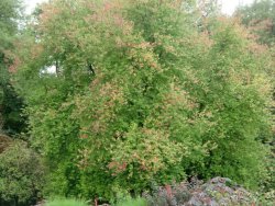 Spätsommer Koi Franken bei Nürnberg